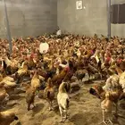 دجاج بلدي يوجد توصيل على العدد الكبير