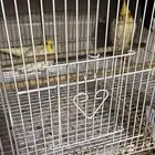 طيور كروان ذكر وأنثى