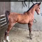 مهره