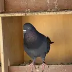 للبيع ذكر حمام قطيفي