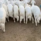 19 خروف فل فل شحم