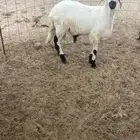 سواكن مرباه ذبح وتوصيل