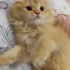 للبيع
