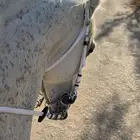 حصان واهو مصري بيور فاخر