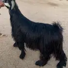 تيس عارضي صنف مشروط