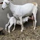 عنز بيشية برصا