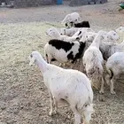 16 غنم مراح واحد