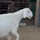 مشروع فحل حرى كفو جبر عظم ورفع وكبر راس