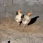 دجاج حضان بلدي كفو