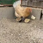 دجاجه بلدي مفرخه