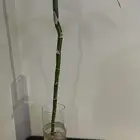 ساق البامبو وصبار