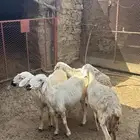 مقاني