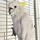 كوكاتو كرست