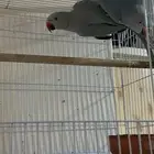 جوز دره ازرق