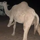 لقحه نصوف. للبيع