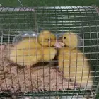 بط صغار
