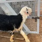 نجدي