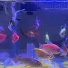 حوض سمك فيه 22سمكة