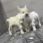 ماعز قزم