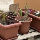 ببغاء الدره