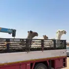 دنا هيدروليك