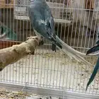 زوج درة هولندي