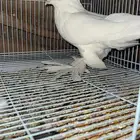 حمام عشه وحده 7 ازواج