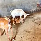 معزا مواليد ودفيع