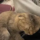 قط سكوتش فولد ذكر للبيع العمر 8 شهور