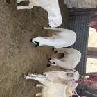 سواكن جذعان