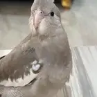 ببغاء كروان هولندي