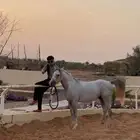 حصان شعبي العمر 2 ونص