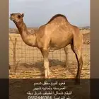 قعود للبيع