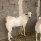 عنم جدة