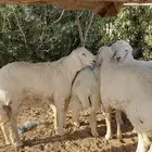 طليان حريات
