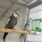 جوز كروان تركيبه جديده