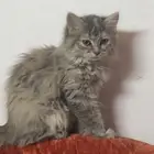 Persian x Siberian cat and three kittens