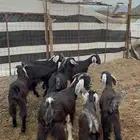 جفار (تم البيع )