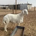 طلي مشروع فحل