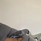 فرخ زور هدد داخلي اليف