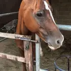 حصان