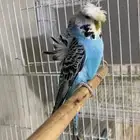 بادجي انجليزي بفروخه
