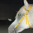حصان للبيع
