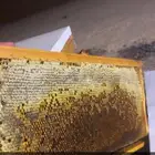 عسل الاثل