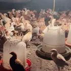 صيصان بلدي