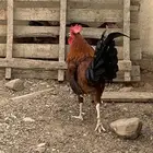 ذكور دجاج بلدي