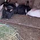 أرانب للبيع ذكور