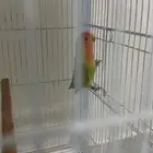 انثى روز محلله
