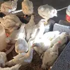 دجاج ابيض لاحم