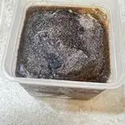 كشنات صيادية